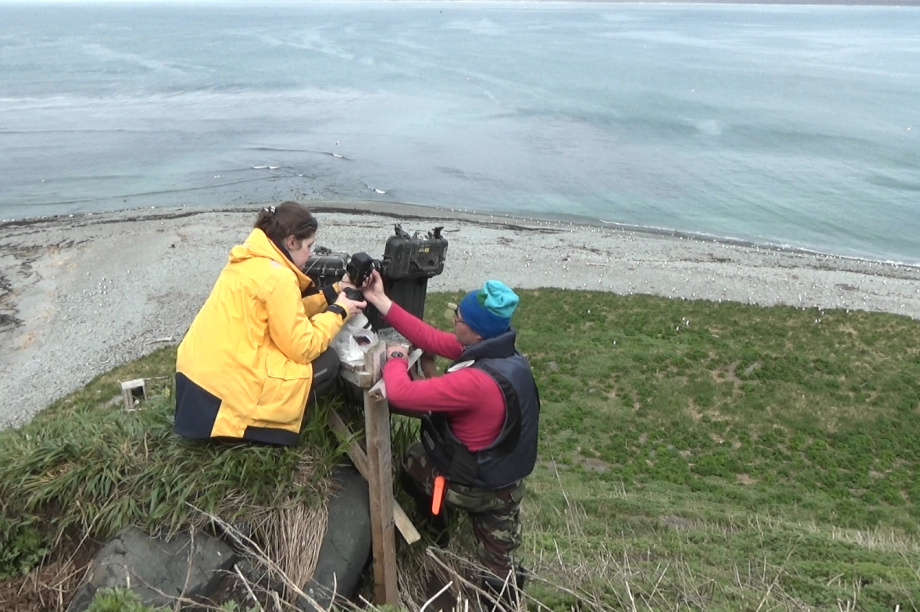 Учёные зафиксировали рост рождаемости у камчатских сивучей. Фото: пресс-служба Кроноцкого заповедника (Артюхин Ю.; Бурканов В.; Ким Н.). Фотография 4