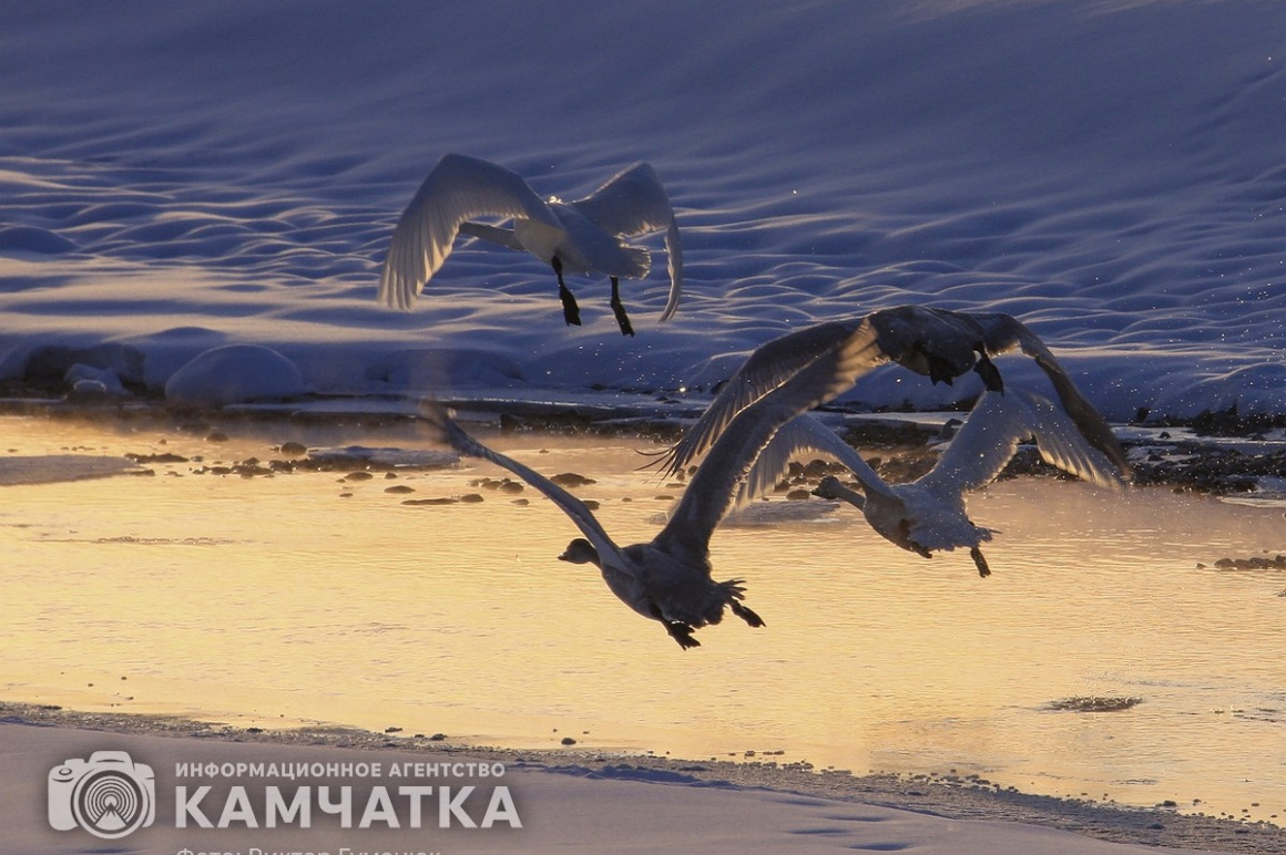 Лебеди на Камчатке. Фотоподборка. фото: Виктор Гуменюк. Фотография 4