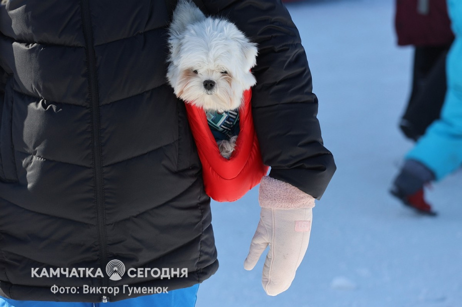 Шаттлы будут курсировать до места проведения камчатского фестиваля «Снежный путь». фото: Виктор Гуменюк
