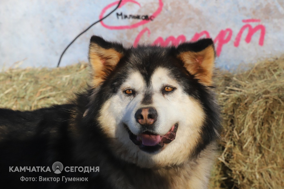 Более 700 собак находятся в частных приютах на Камчатке. фото: Виктор Гуменюк/архив