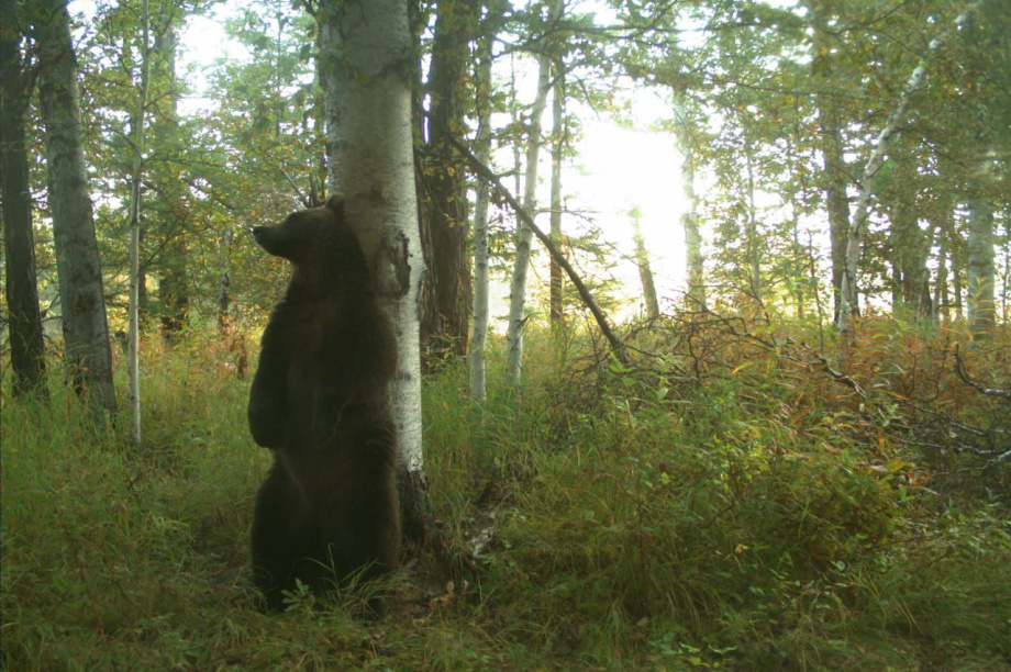 Медвежий «чат» попал на фотоловушку в Кроноцком заповеднике. Фото: телеграм-канал Кроноцкого заповедника. Кадры с фотоловушки появились благодаря государственному инспектору Кроноцкого заповедника Петру Овчинникову. Фотография 4