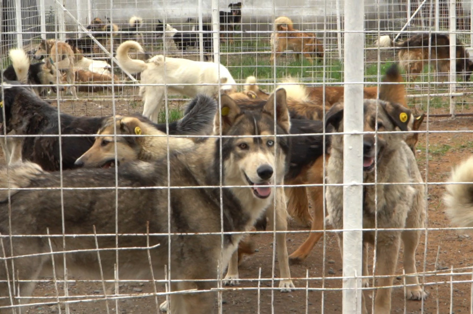 Двадцать заявок на отлов агрессивных собак поступило за неделю в Елизовском районе Камчатки. Фото: kamgov.ru