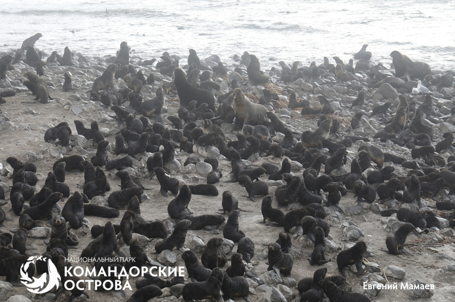 На Командорах гости помогли спасти трёх щенков морского котика из сетей. . Фотография 6