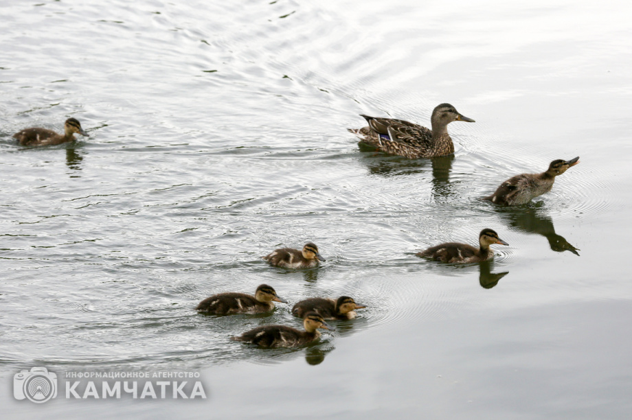 Владимир Солодов: Очистка Култучного озера позволит сохранить «жемчужину» центра города. Фото: ИА "Камчатка"