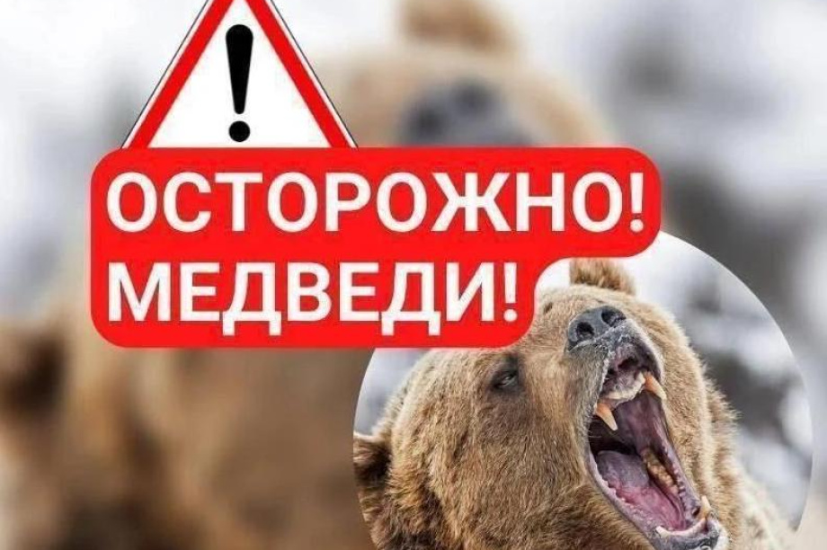 Медведь обнаружен в Вилючинске. 