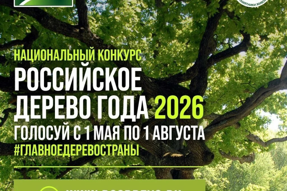 В конкурсе «Российское дерево года» участвует камчатский тополь . kamgov.ru