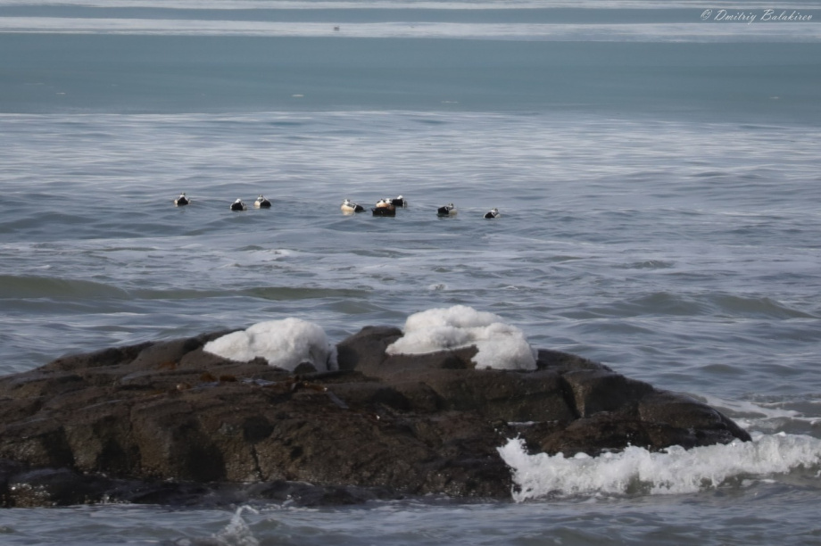 Первый медведь покинул берлогу в Кроноцком заповеднике. Фото: Д. Балакирев; Е. Волкова. Фотография 5