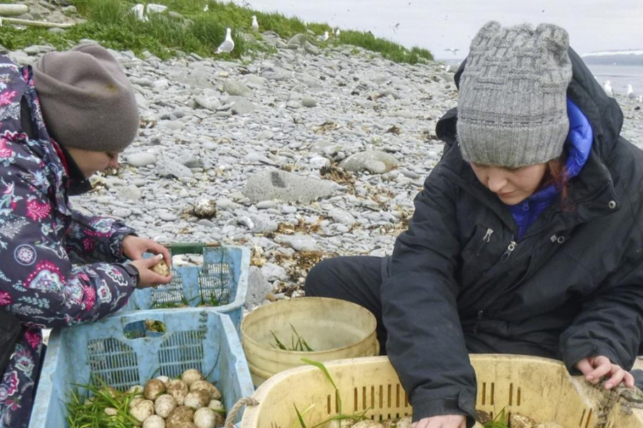 Разрешение на сбор яиц морских птиц ждут жители островов у восточных берегов Камчатки. фото: нацпарк "Командорские острова"