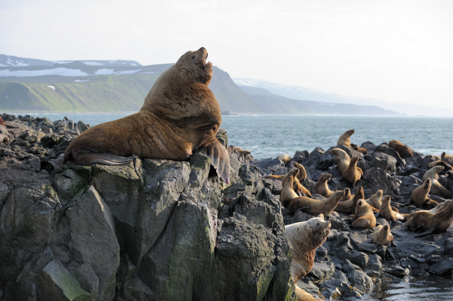 Заповедная Камчатка: 29 лет в списке ЮНЕСКО. Фото: Влада Антоньян, Сергей Краснощёков, Игорь Шпиленок, Евгения Волкова.. Фотография 5