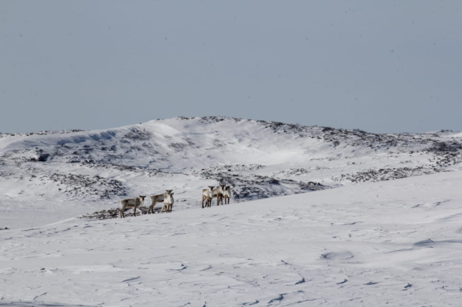 Северные олени Камчатки уходят в горы на зимние пастбища. Фото: Константин Панов . Фотография 5