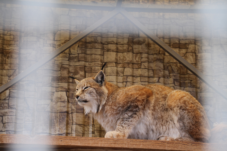 Крокодилы, орланы и пауки-птицееды: Елизовскому зоопарку исполнилось 43 года. Фото: администрация Елизовского района (архив). Фотография 2