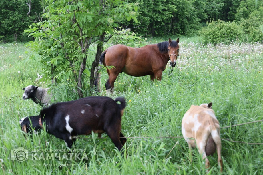Мы славяне! — народное гуляние в Елизово было ярким и позитивным. Фото: ИА «Камчатка» \ Виктор Гуменюк. Фотография 39