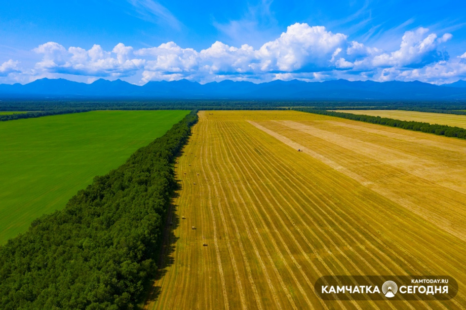 Власти Камчатки готовы субсидировать производство силоса из плющеного зерна в Мильковском районе. Фото: Виктор Гуменюк