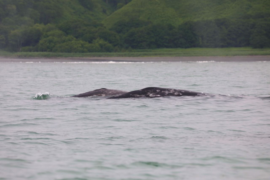 Самки серых китов похвастались своими детёнышами. . Фотография 3