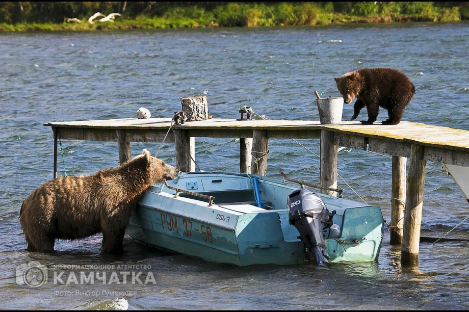 Всемирный день фотографии отмечает Камчатка. Фото: Виктор Гуменюк. Фотография 63