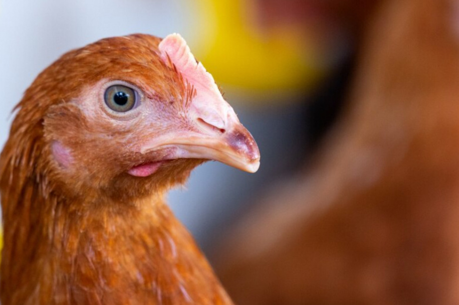 В связи с ЧП  на птицефабрике «Пионерское» в Камчатском крае Роспотребнадзор начал эпидемиологическое расследование. Фото: изображение от Freepik