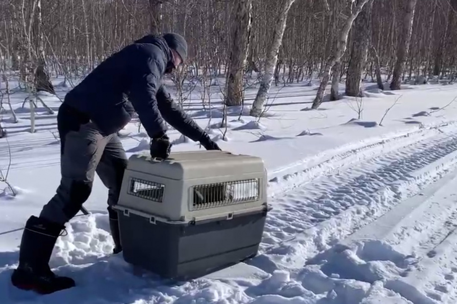 После трёхдневного наблюдения отловленную в Петропавловске-Камчатском рысь выпустили на волю . Фото: t.me/minprir41. Фотография 2