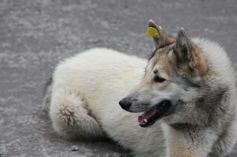 Вдвое больше бродячих собак будут отлавливать в столице Камчатки . фото: ИА "Камчатка"/архив