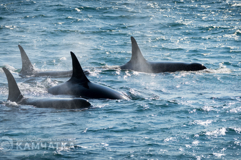 Трёхдневная операция по спасению косаток на Камчатке завершилась успешно. Фото: ИА «Камчатка» / Артем Безотечество. Архив