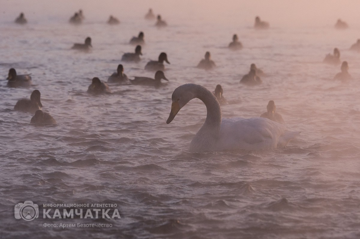 Зимовка лебедей на Камчатке. Фоторепортаж. фото: Артем Безотечество. Фотография 12