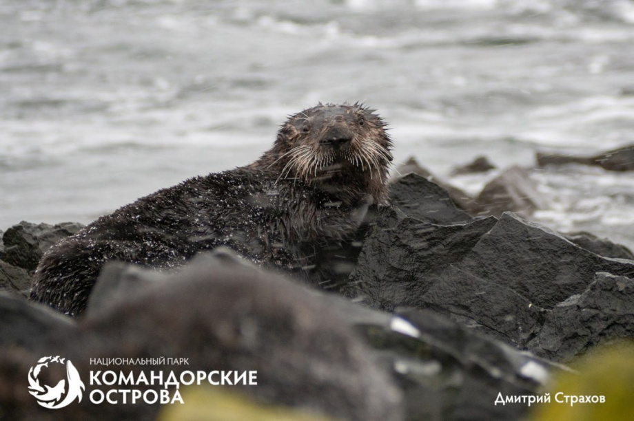 Популяция каланов на острове Медный достигла исторического минимума. Фото: Национальный парк "Командорские острова". Фотография 4