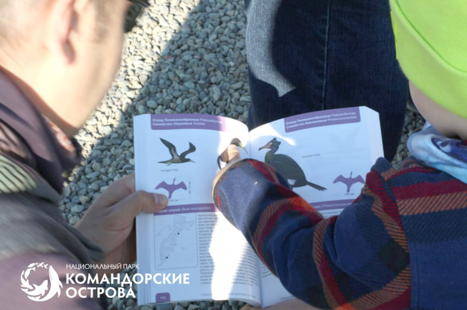 «Пернатые» итоги года Камчатки от «Командорских островов». Фото: Национальный парк "Командорские острова". Фотография 5