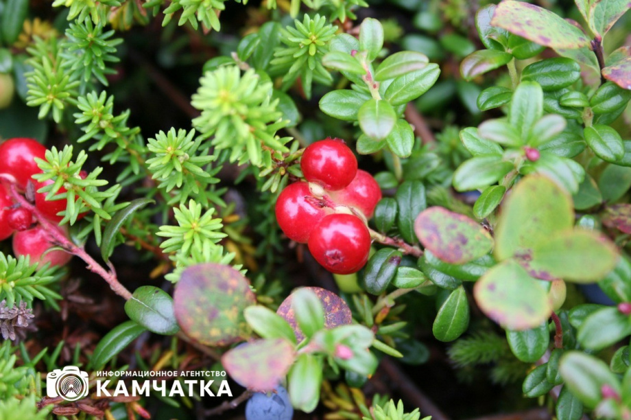 Штраф за незаконный сбор дикоросов грозит жителям Камчатки. Фото: ИА "Камчатка". Фотография 5