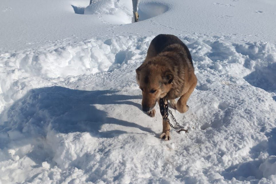 Приют для бездомных собак на Камчатке просит помощи. . Фотография 4