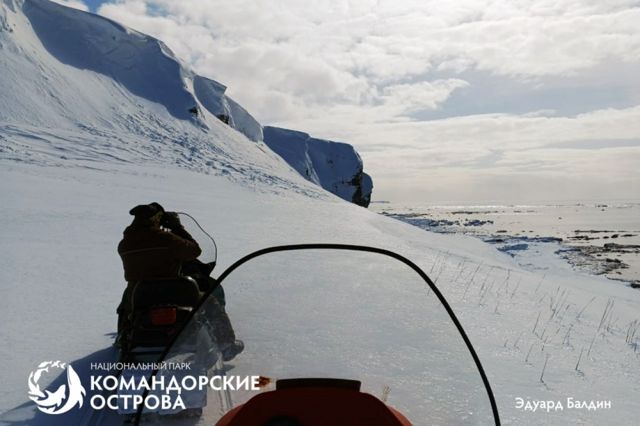 В нацпарке «Командорские острова» нашли останки вымершей морской коровы. Фото: Национальный парк "Командорские острова". Фотография 3