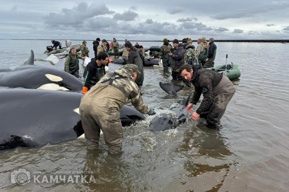 Сергей Лебедев: «Все четыре косатки живы, плавают всё ещё в лимане, воды хватает». Фото: Витязь-Авто, Александр Конев. Фотография 8