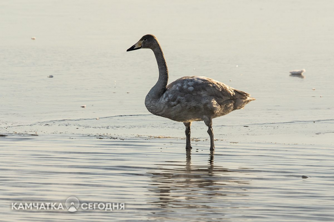 Лебеди-кликуны на Халактырском озере. Фоторепортаж . фото: Артем Безотечество. Фотография 8