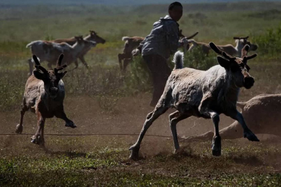 История и современность праздника оленеводов на Камчатке. Фото: тг. Камчатский север/Ася Ускова. Фотография 3