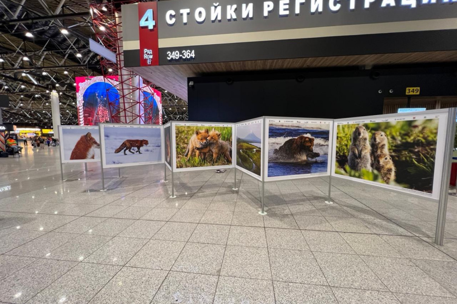 Фотовыставку камчатского фотографа открыли в аэропорту Шереметьево. фото: kamgov.ru