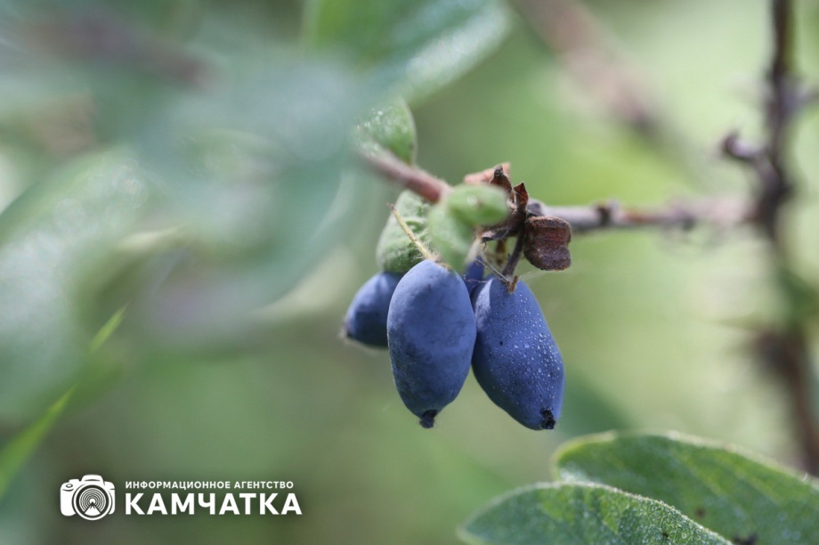 Штраф за незаконный сбор дикоросов грозит жителям Камчатки. Фото: ИА "Камчатка". Фотография 2