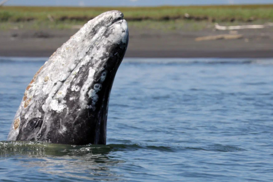 Киты и каланы продолжают наслаждаться жизнью в Кроноцком заливе. Фото: ФГБУ «Кроноцкий государственный заповедник» / Е. Волкова / Д. Балакирев. Фотография 8