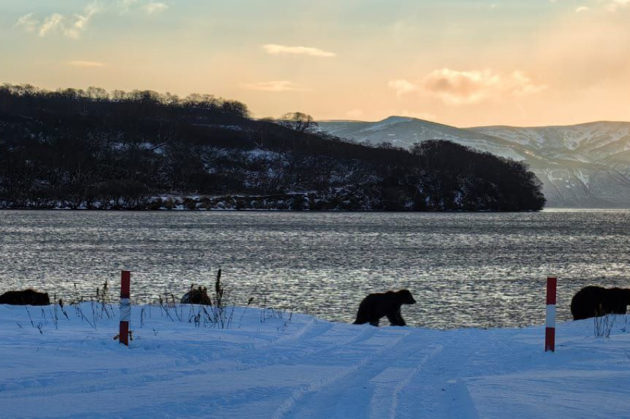 Неспящий медведь на Камчатке — не значит шатун. Фото: старший государственный инспектор Кроноцкого заповедника Евгений Денгес