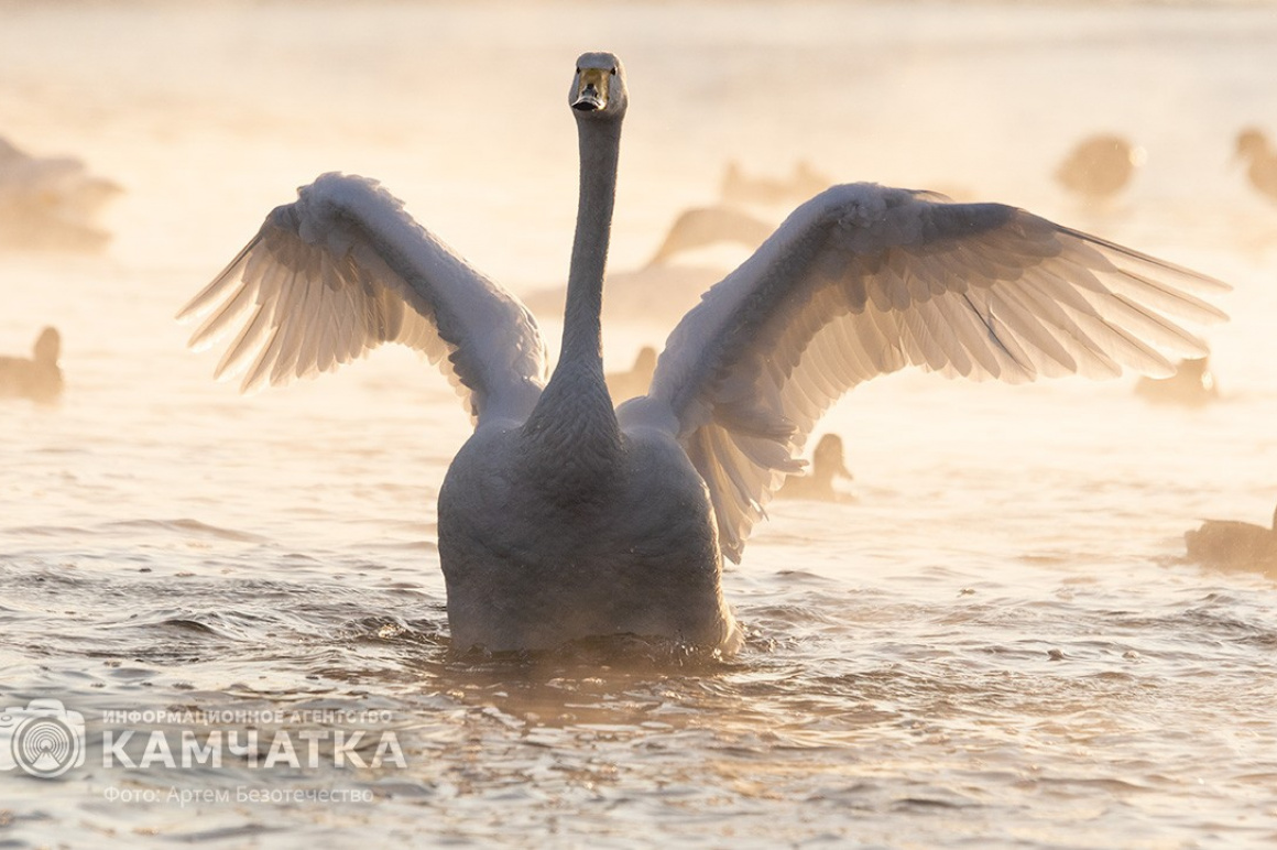 Зимовка лебедей на Камчатке. Фоторепортаж. фото: Артем Безотечество. Фотография 17