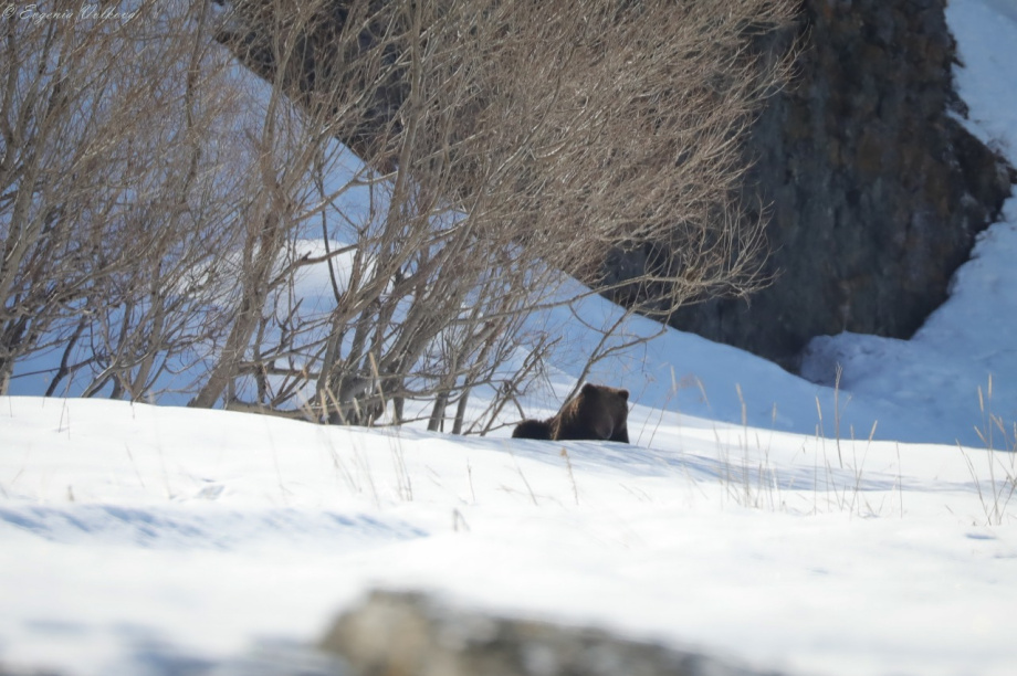 Первый медведь покинул берлогу в Кроноцком заповеднике. Фото: Д. Балакирев; Е. Волкова. Фотография 1