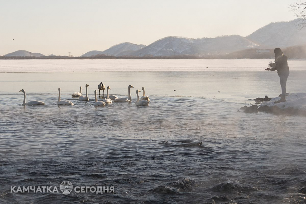 Лебеди-кликуны на Халактырском озере. Фоторепортаж . фото: Артем Безотечество. Фотография 7
