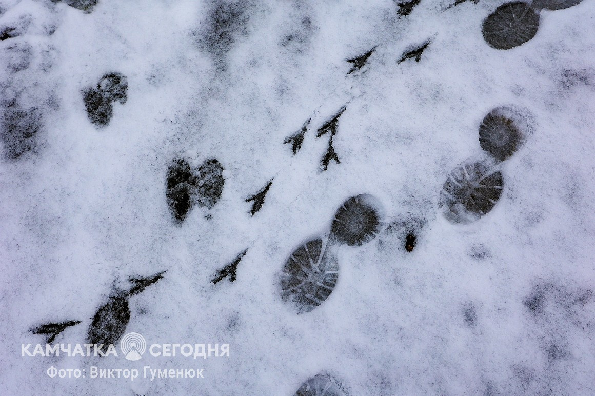 Снежный май на Камчатке. Фоторепортаж. Фото: Виктор Гуменюк. Фотография 5