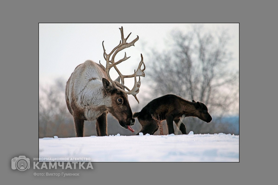 Всемирный день фотографии отмечает Камчатка. Фото: Виктор Гуменюк. Фотография 73