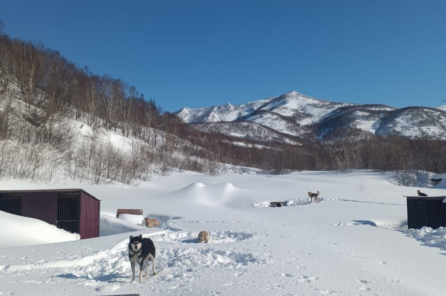 Приют для бездомных собак на Камчатке просит помощи. . Фотография 5