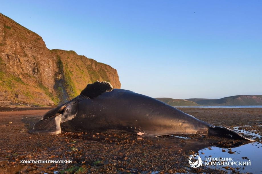 Горбатого кита длиной 13 метров нашли на острове Беринга. Фото: instagram.com/commanderislands. Фотография 1