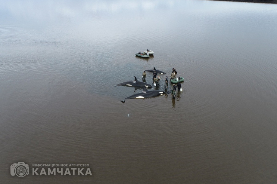 Сергей Лебедев: «Все четыре косатки живы, плавают всё ещё в лимане, воды хватает». Фото: Витязь-Авто, Александр Конев. Фотография 4