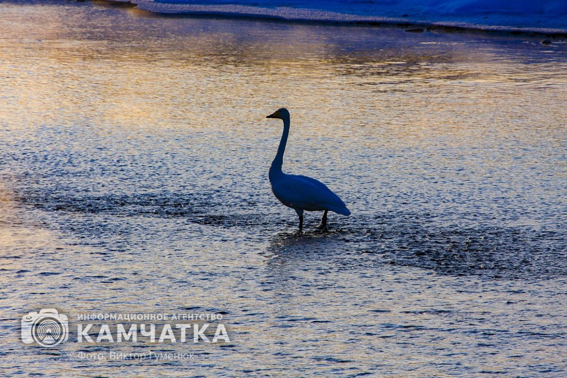Лебеди на Камчатке. Фотоподборка. фото: Виктор Гуменюк. Фотография 11