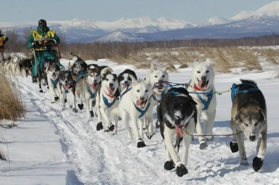 Большая гонка «Берингия» стартует в Эссо 8 марта. Фото: kamgov.ru (архив)