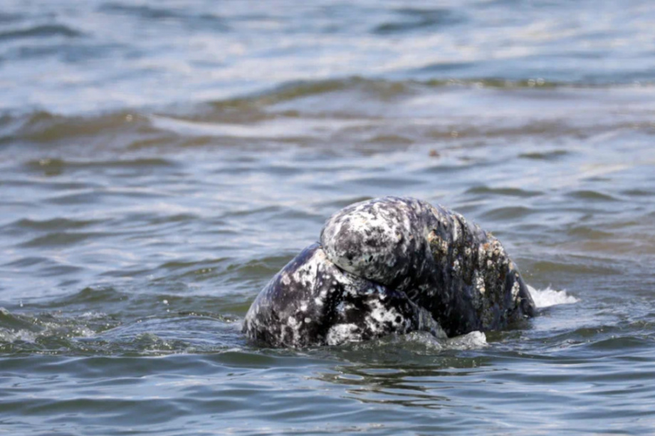 Киты и каланы продолжают наслаждаться жизнью в Кроноцком заливе. Фото: ФГБУ «Кроноцкий государственный заповедник» / Е. Волкова / Д. Балакирев. Фотография 2