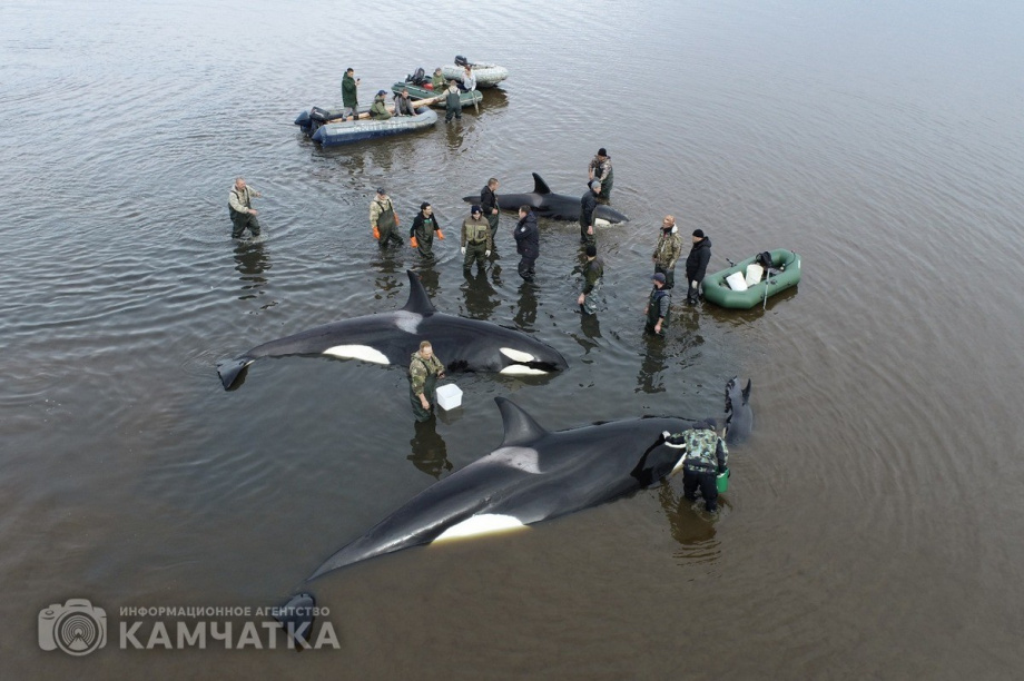 Сергей Лебедев: «Все четыре косатки живы, плавают всё ещё в лимане, воды хватает». Фото: Витязь-Авто, Александр Конев. Фотография 3
