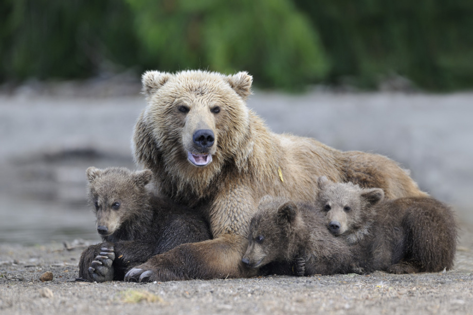 Камчатка отмечает День заповедников. Фото: Кроноцкий заповедник