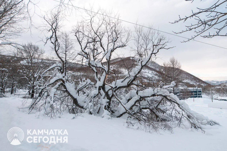 В сердце камчатской столицы (фоторепортаж). Фото: ИА "Камчатка", Саша Русский. Фотография 3